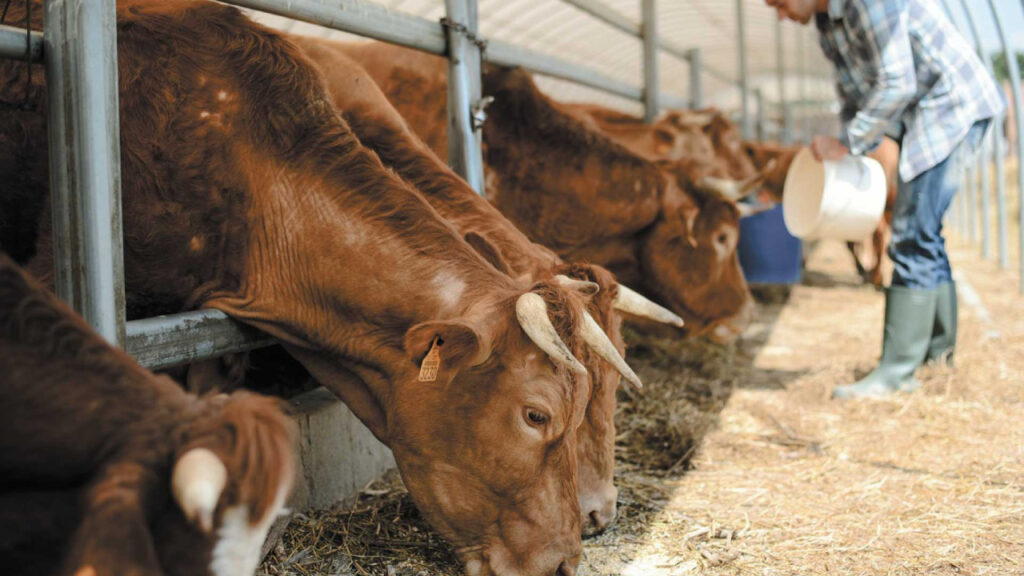 vacas