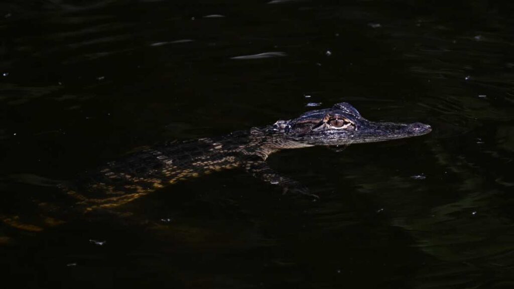 caimanes-everglades-florida-152713
