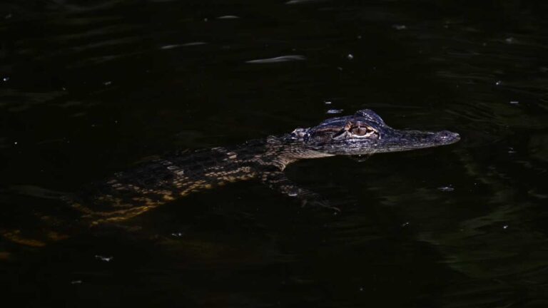 caimanes-everglades-florida-152713